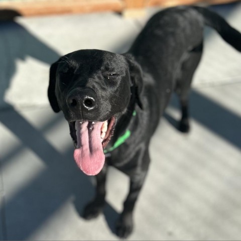 Larry, an adoptable Mixed Breed in Hailey, ID, 83333 | Photo Image 5