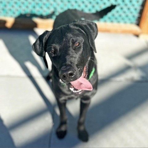 Larry, an adoptable Mixed Breed in Hailey, ID, 83333 | Photo Image 6