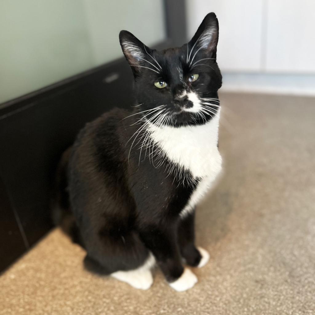 Selma, an adoptable Domestic Short Hair in Hailey, ID, 83333 | Photo Image 1