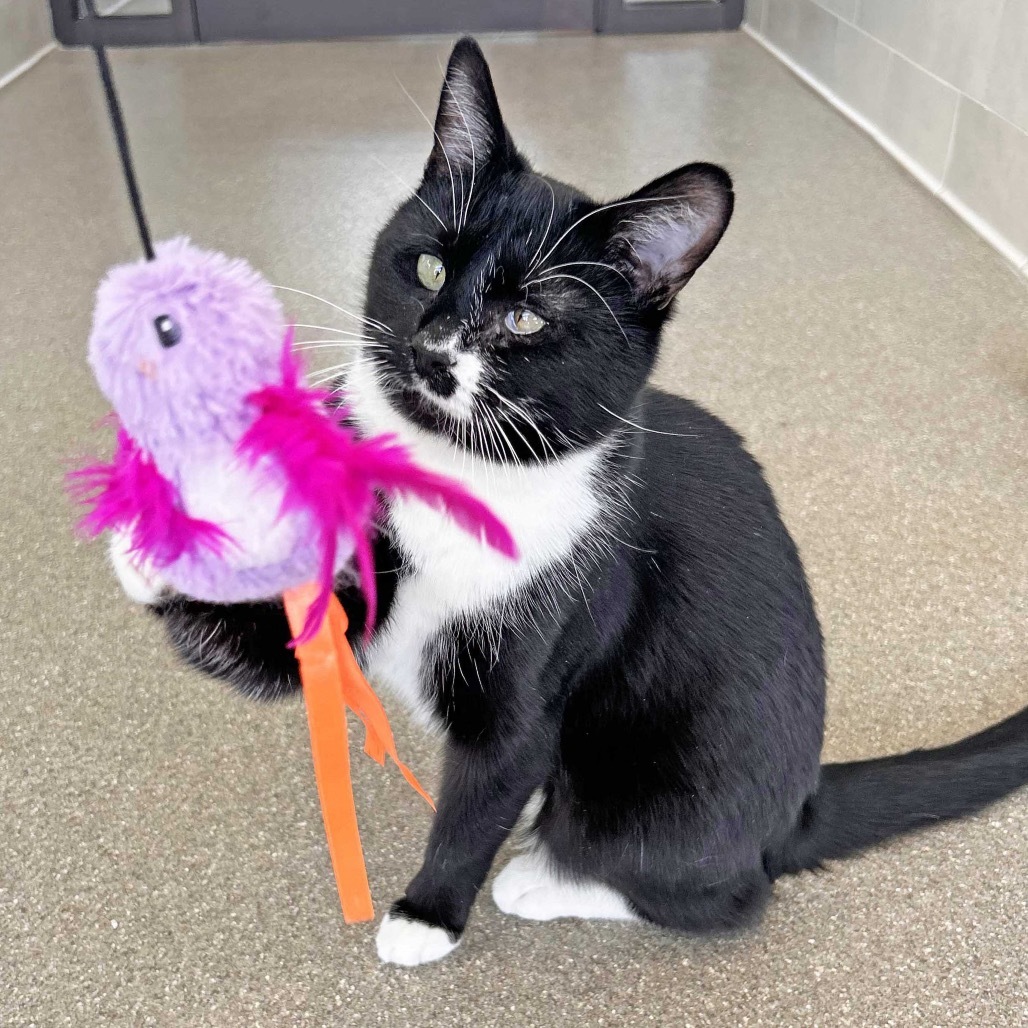 Selma, an adoptable Domestic Short Hair in Hailey, ID, 83333 | Photo Image 1