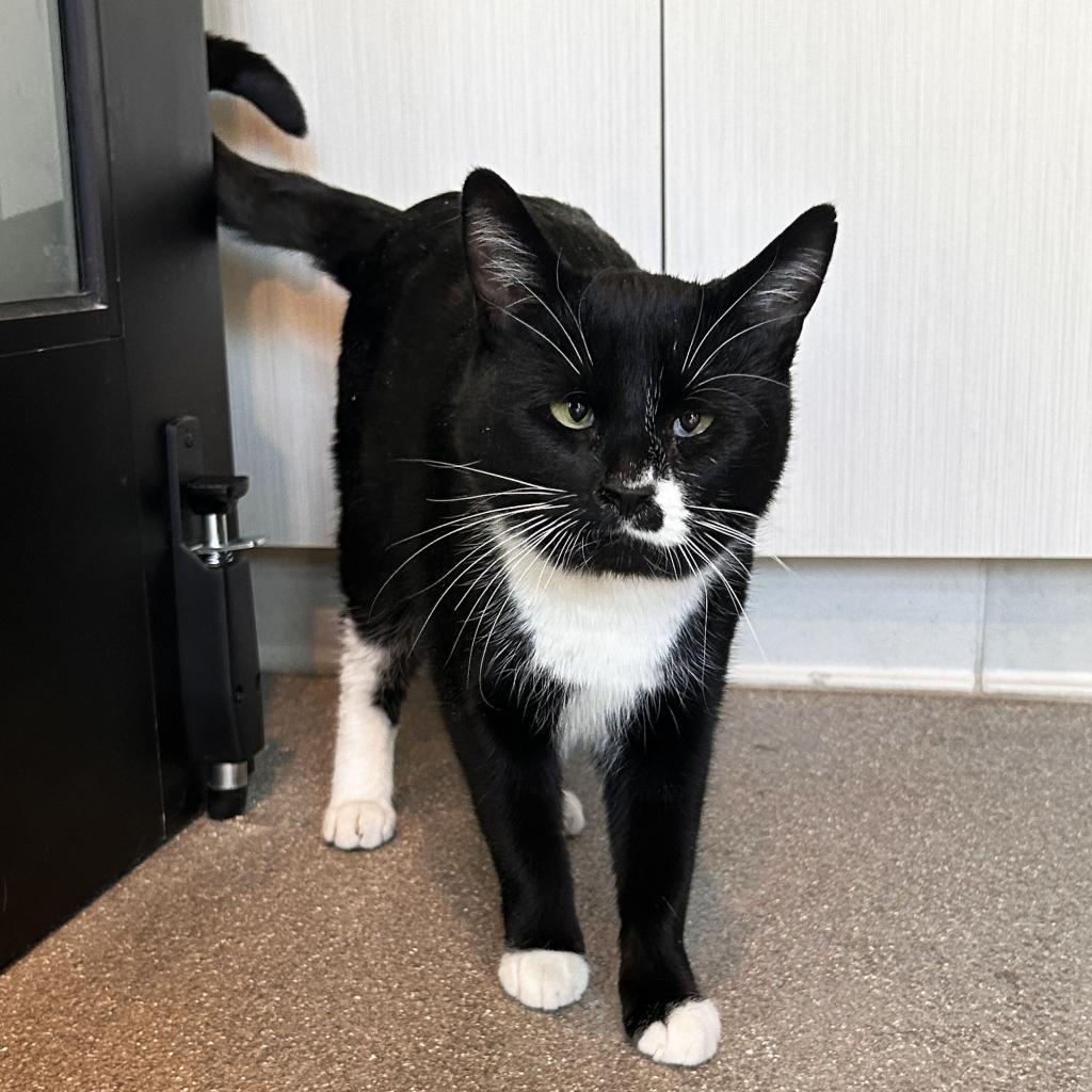 Selma, an adoptable Domestic Short Hair in Hailey, ID, 83333 | Photo Image 3