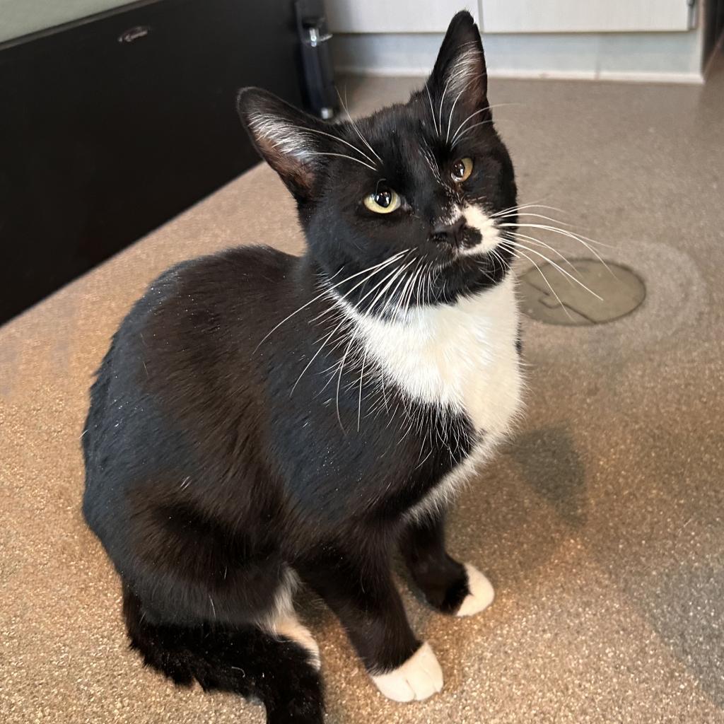 Selma, an adoptable Domestic Short Hair in Hailey, ID, 83333 | Photo Image 3