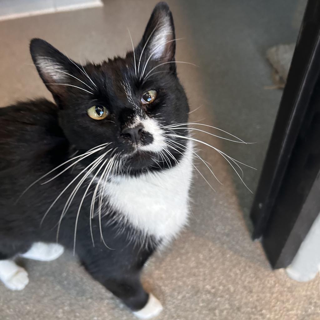 Selma, an adoptable Domestic Short Hair in Hailey, ID, 83333 | Photo Image 4