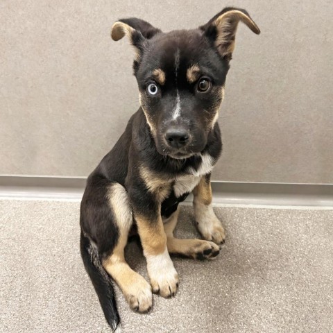 Harvey Dent, an adoptable Mixed Breed in Hailey, ID, 83333 | Photo Image 1