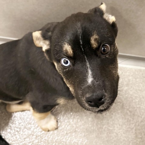 Harvey Dent, an adoptable Mixed Breed in Hailey, ID, 83333 | Photo Image 2