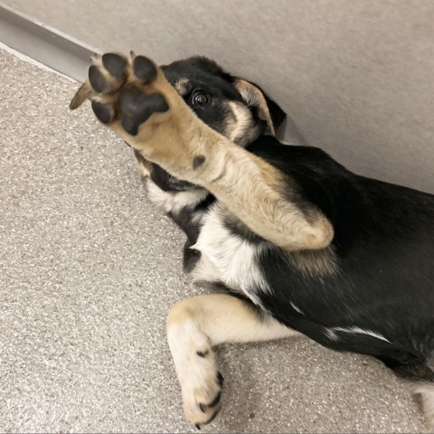 Harvey Dent, an adoptable Mixed Breed in Hailey, ID, 83333 | Photo Image 3