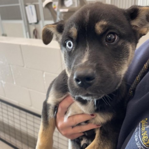 Harvey Dent, an adoptable Mixed Breed in Hailey, ID, 83333 | Photo Image 4