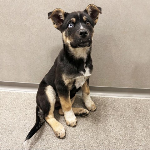 Harvey Dent, an adoptable Mixed Breed in Hailey, ID, 83333 | Photo Image 5