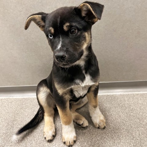 Harvey Dent, an adoptable Mixed Breed in Hailey, ID, 83333 | Photo Image 6