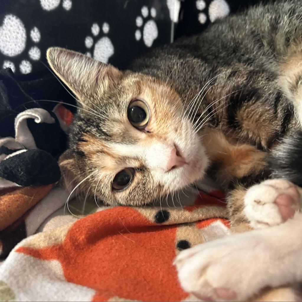 Cathy, an adoptable Domestic Short Hair in Hailey, ID, 83333 | Photo Image 1