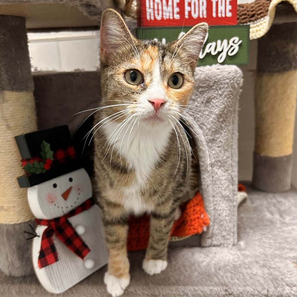 Cathy, an adoptable Domestic Short Hair in Hailey, ID, 83333 | Photo Image 1