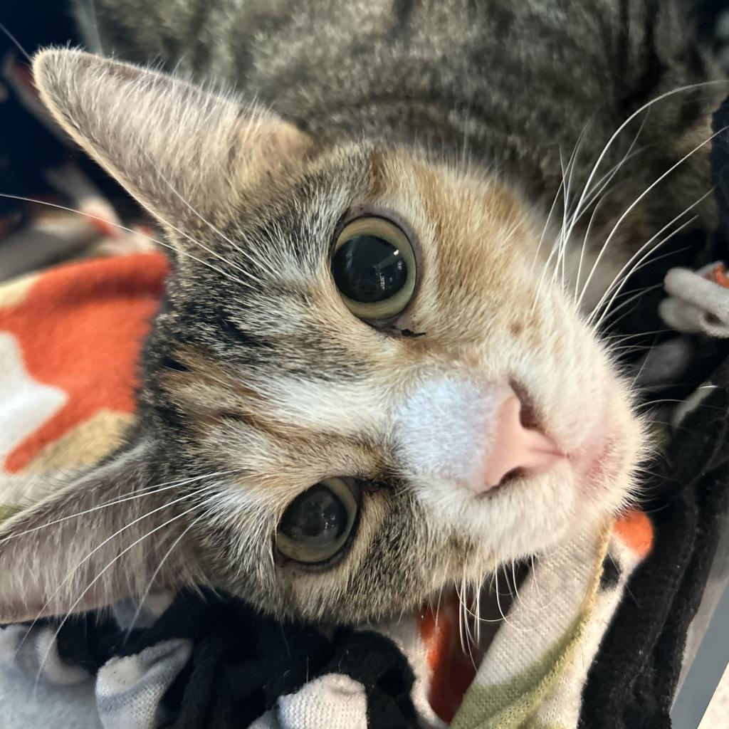 Cathy, an adoptable Domestic Short Hair in Hailey, ID, 83333 | Photo Image 3