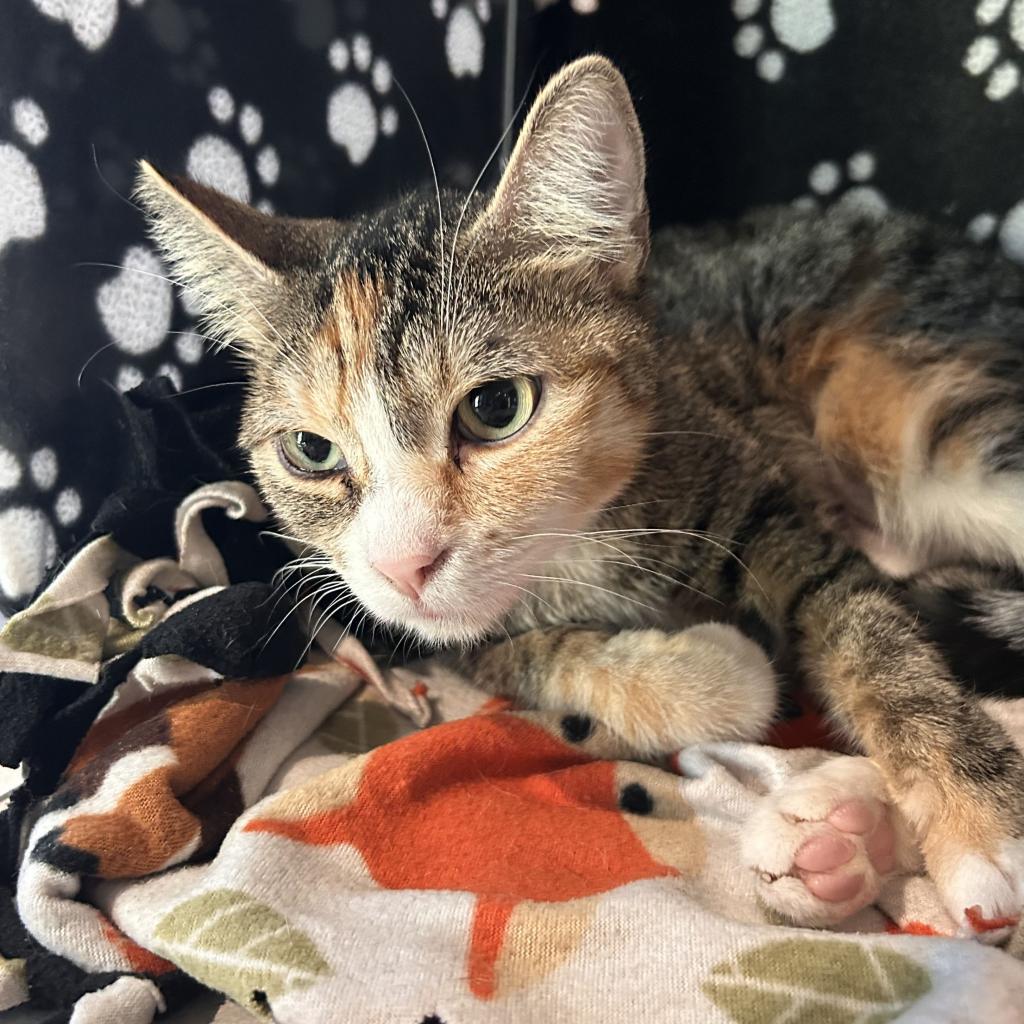 Cathy, an adoptable Domestic Short Hair in Hailey, ID, 83333 | Photo Image 4