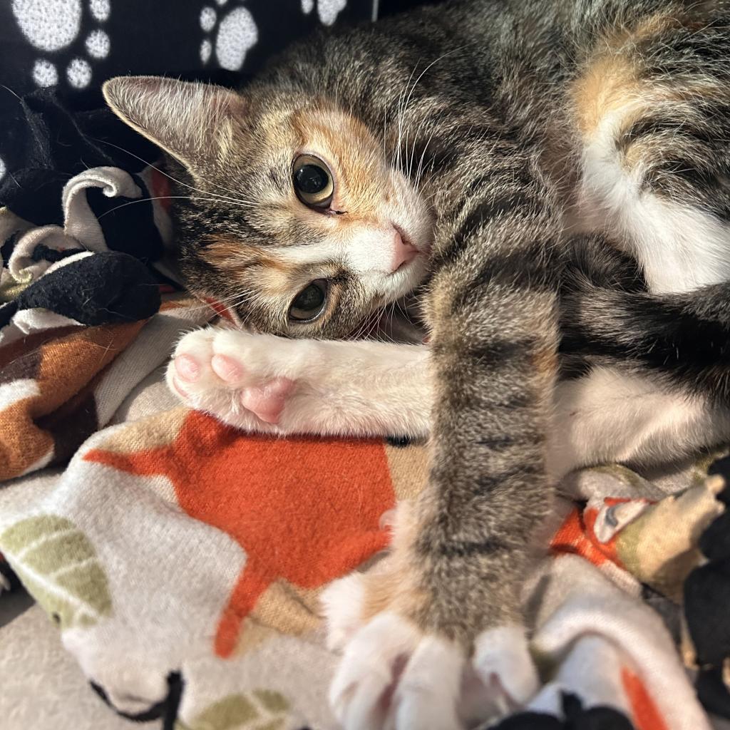 Cathy, an adoptable Domestic Short Hair in Hailey, ID, 83333 | Photo Image 4