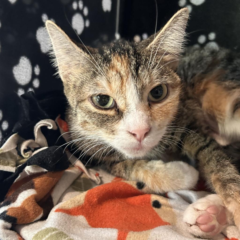 Cathy, an adoptable Domestic Short Hair in Hailey, ID, 83333 | Photo Image 5