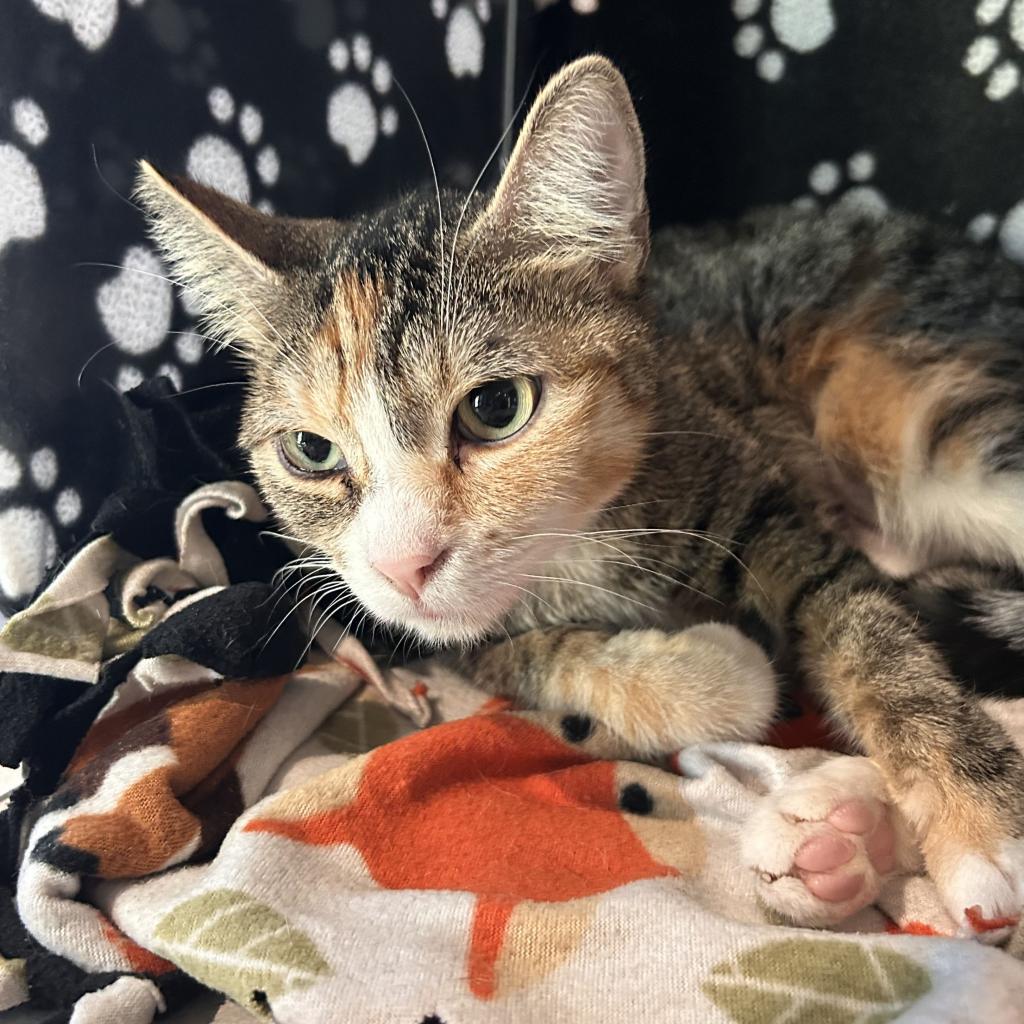 Cathy, an adoptable Domestic Short Hair in Hailey, ID, 83333 | Photo Image 5