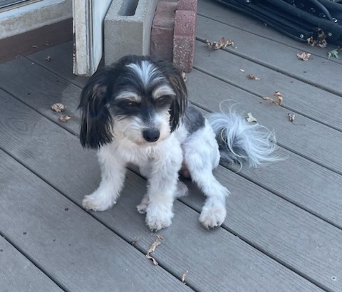 Gail, an adoptable Shih Tzu in Minneapolis, KS, 67467 | Photo Image 2