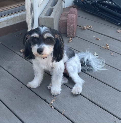 Gail, an adoptable Shih Tzu in Minneapolis, KS, 67467 | Photo Image 3