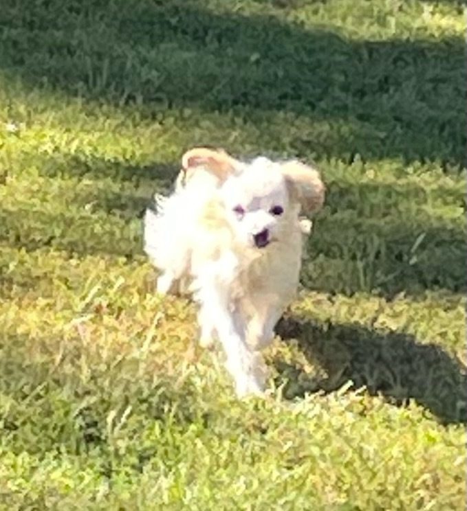 Sunny, an adoptable Poodle, Chihuahua in Minneapolis, KS, 67467 | Photo Image 1