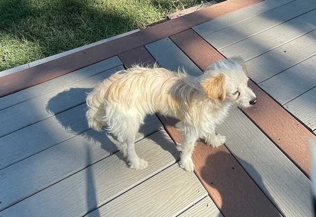 Sunny, an adoptable Poodle, Chihuahua in Minneapolis, KS, 67467 | Photo Image 2