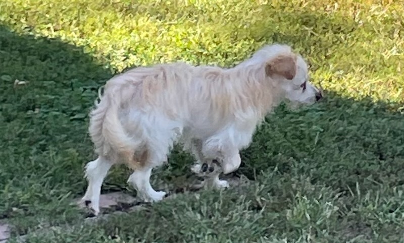 Sunny, an adoptable Poodle, Chihuahua in Minneapolis, KS, 67467 | Photo Image 3