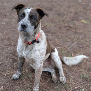 Rusty, Adult Male Australian Cattle Dog / Blue Heeler