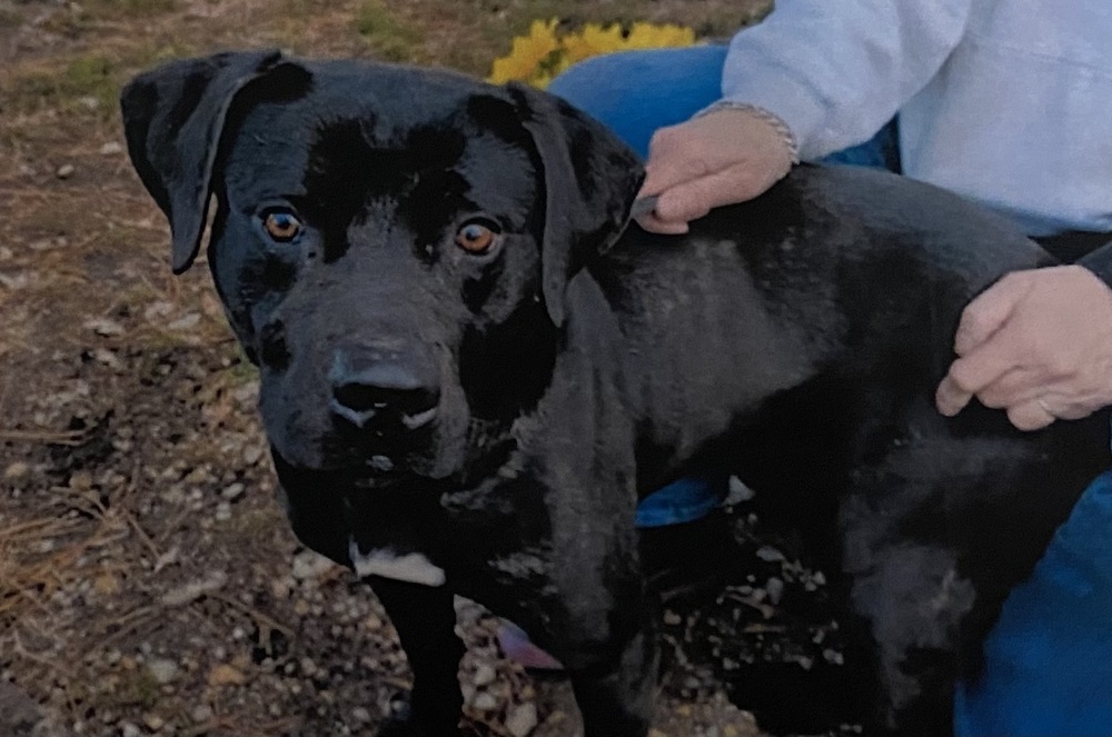 Ding +, an adoptable Labrador Retriever in Fort Madison, IA, 52627 | Photo Image 1