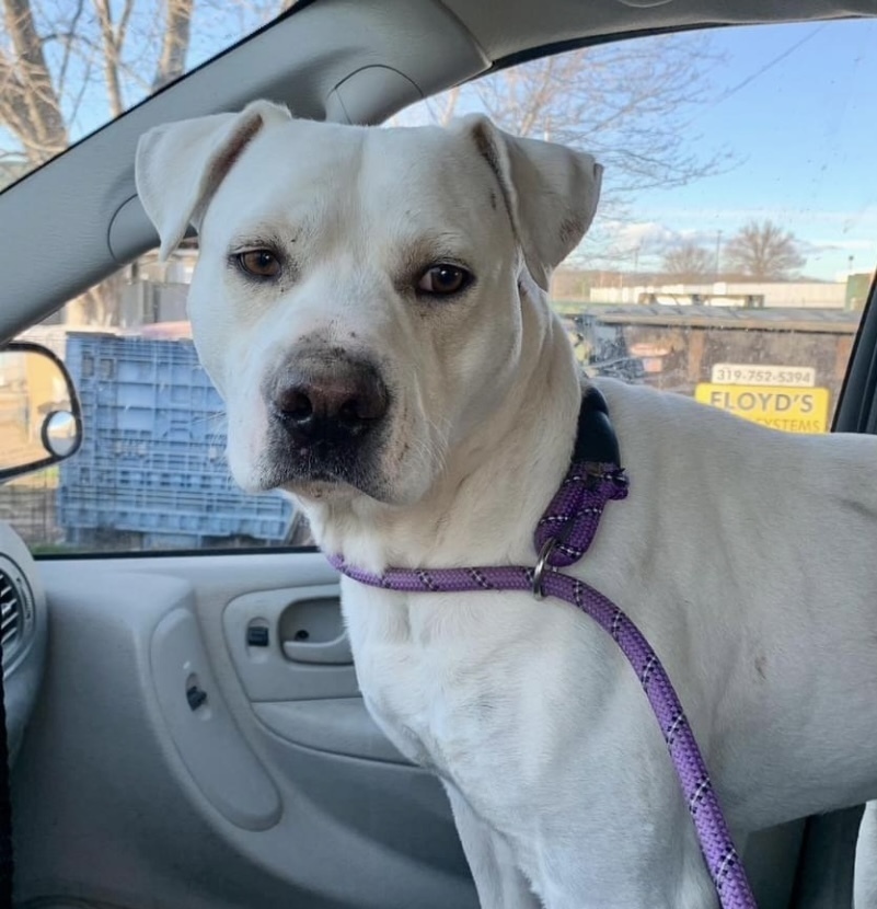 Hot Dog, an adoptable Labrador Retriever in Fort Madison, IA, 52627 | Photo Image 1