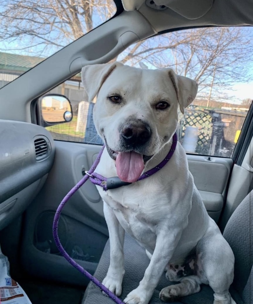Hot Dog, an adoptable Labrador Retriever in Fort Madison, IA, 52627 | Photo Image 2