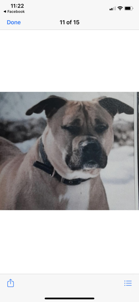 River, an adoptable Boxer, American Bully in Fort Madison, IA, 52627 | Photo Image 1