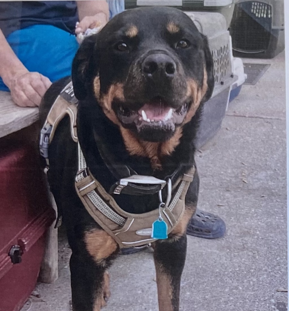 Wrecks, an adoptable Rottweiler in Fort Madison, IA, 52627 | Photo Image 1