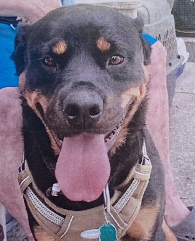 Wrecks, an adoptable Rottweiler in Fort Madison, IA, 52627 | Photo Image 2