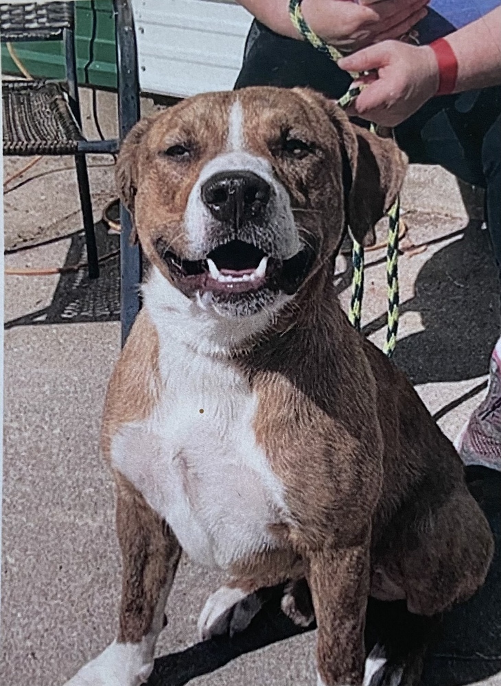 D- O- G * (Charlie), an adoptable American Staffordshire Terrier in Fort Madison, IA, 52627 | Photo Image 1