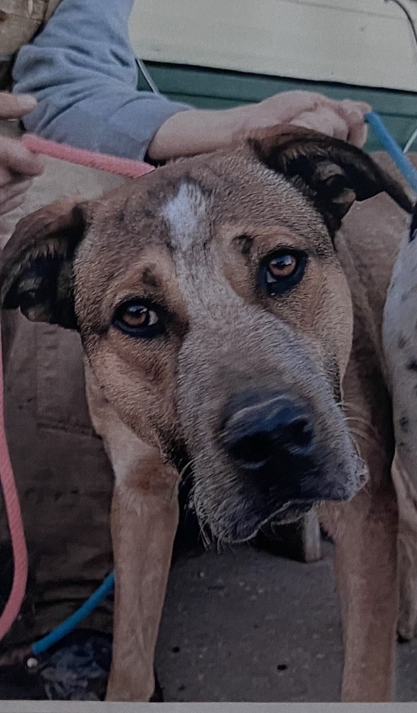 Harmon, an adoptable Hound in Fort Madison, IA, 52627 | Photo Image 1
