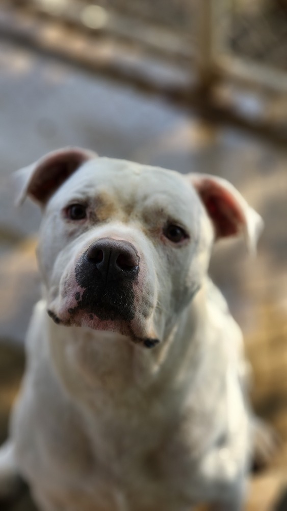 Crystobal, an adoptable Dogo Argentino, American Bulldog in Fort Madison, IA, 52627 | Photo Image 1