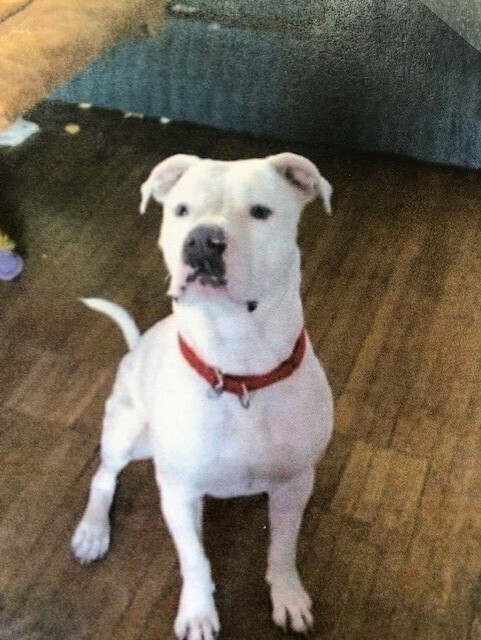 Crystobal, an adoptable Dogo Argentino, American Bulldog in Fort Madison, IA, 52627 | Photo Image 2