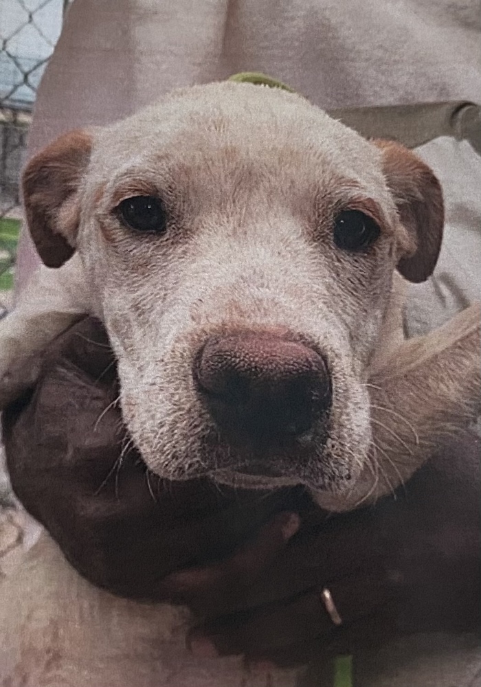 Brew, an adoptable Hound in Fort Madison, IA, 52627 | Photo Image 1