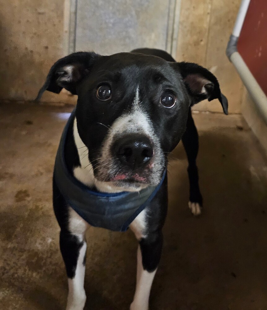 Oreo, an adoptable Terrier, Labrador Retriever in Fort Madison, IA, 52627 | Photo Image 1