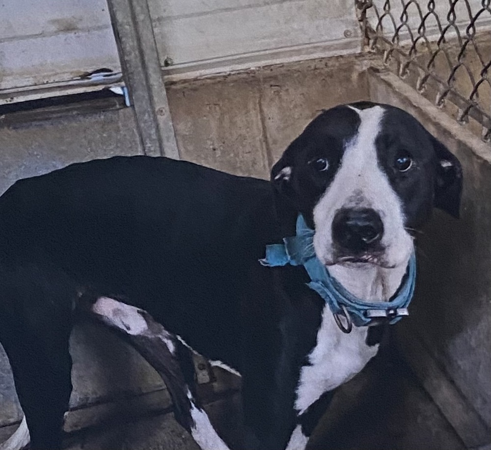 Token, an adoptable Mixed Breed in Fort Madison, IA, 52627 | Photo Image 1
