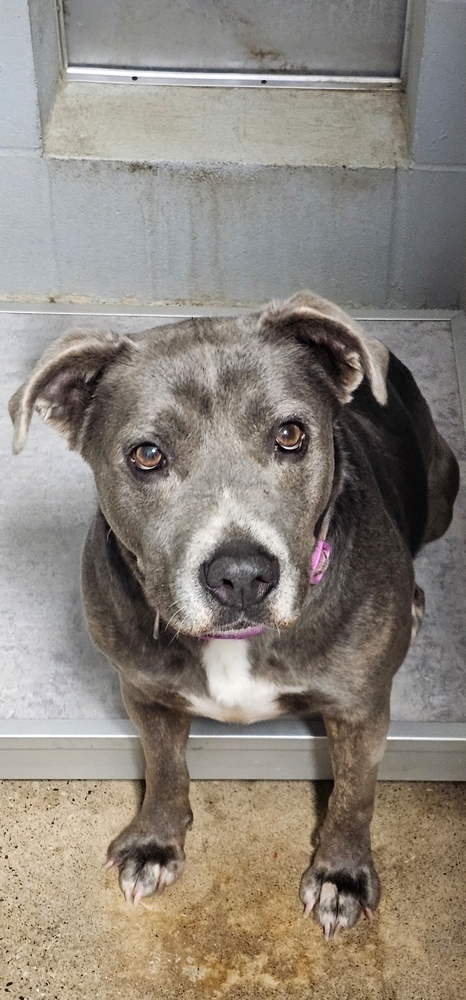 Daisy, an adoptable American Bully, Terrier in Fort Madison, IA, 52627 | Photo Image 1