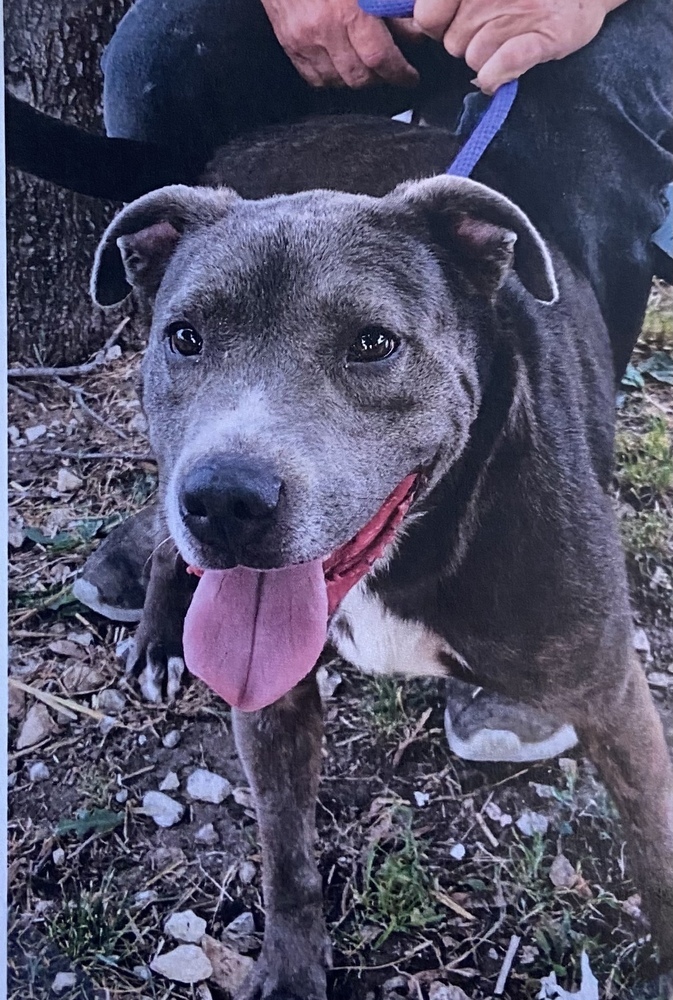 Daisy, an adoptable American Bully, Terrier in Fort Madison, IA, 52627 | Photo Image 2