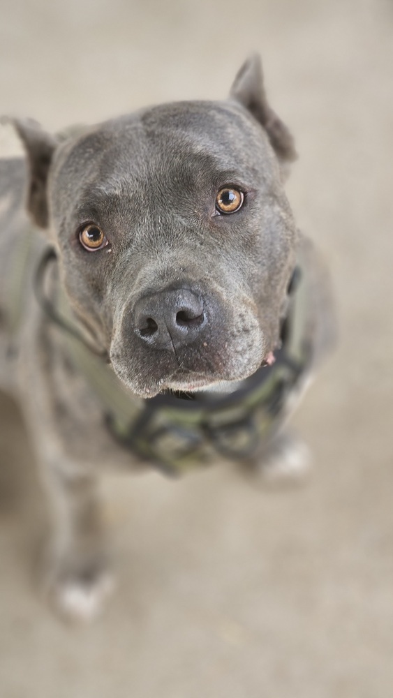 Pound Cake, an adoptable American Staffordshire Terrier in Fort Madison, IA, 52627 | Photo Image 1