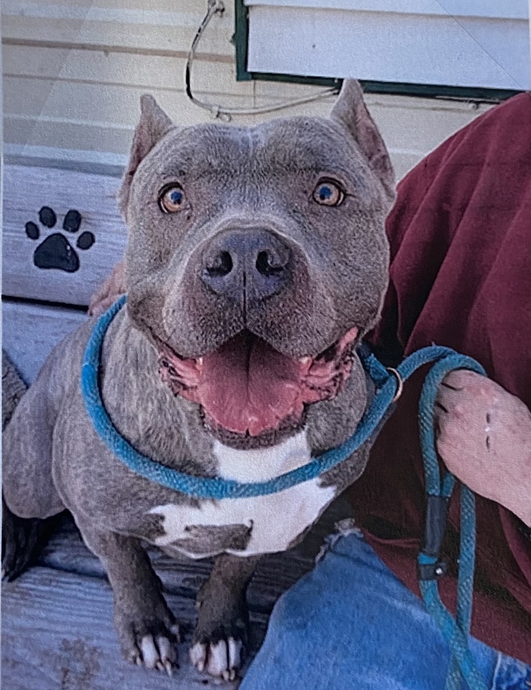 Pound Cake, an adoptable American Staffordshire Terrier in Fort Madison, IA, 52627 | Photo Image 2