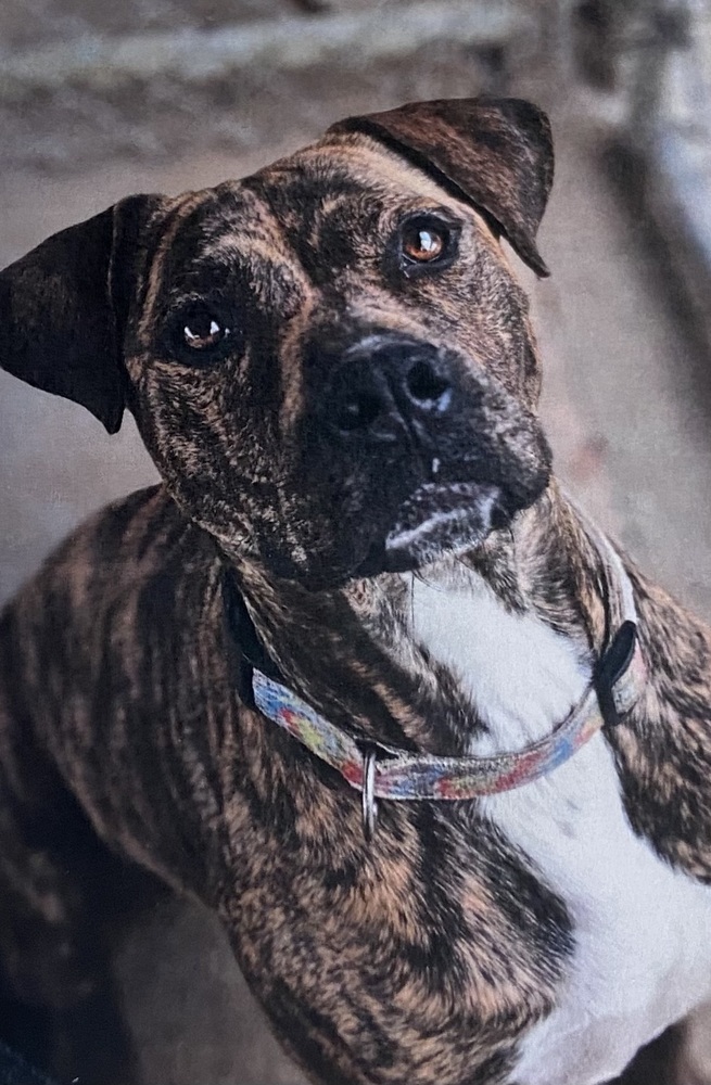 Shelby +, an adoptable American Bully, Boxer in Fort Madison, IA, 52627 | Photo Image 1