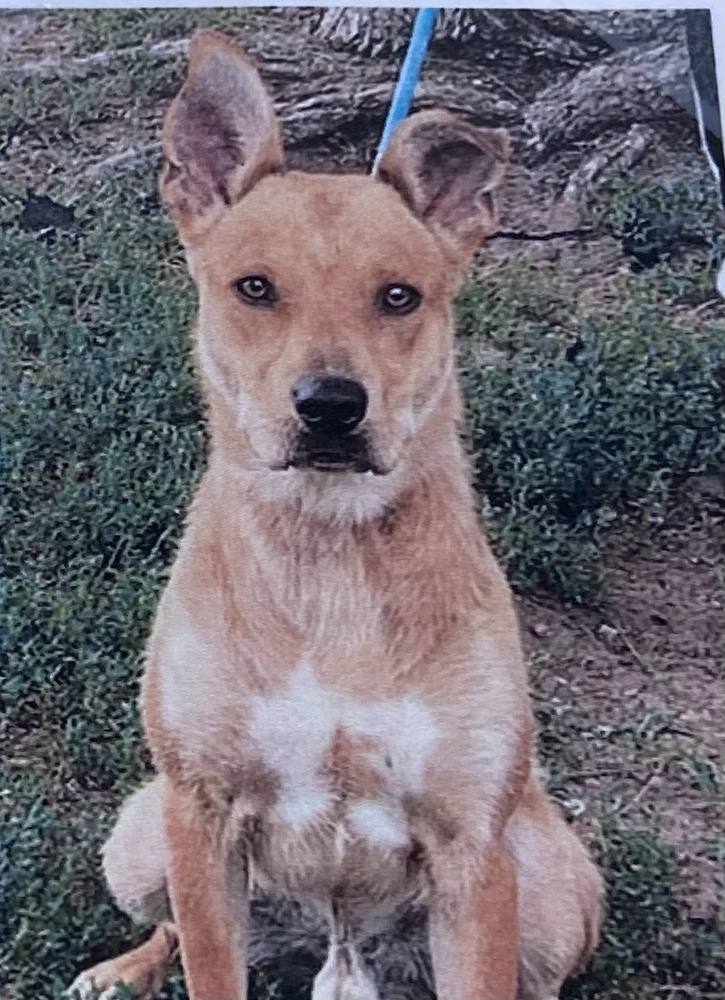 Wapello, an adoptable Terrier in Fort Madison, IA, 52627 | Photo Image 1