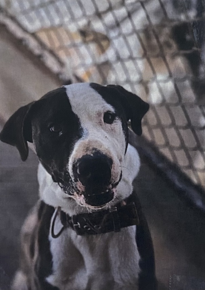 Doodad, an adoptable Great Dane in Fort Madison, IA, 52627 | Photo Image 1