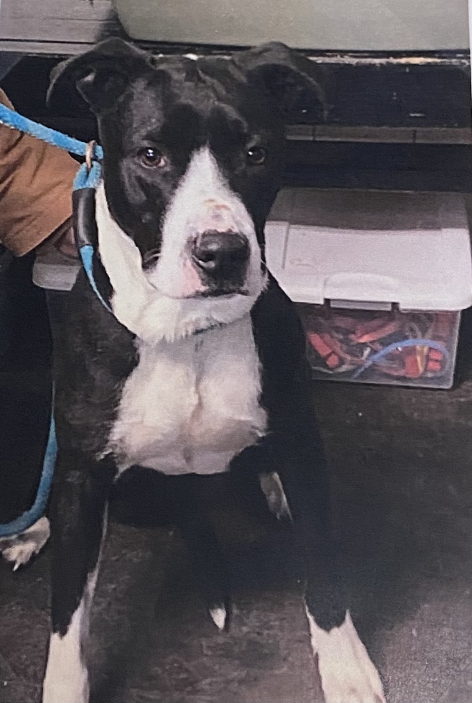 Mario, an adoptable Great Dane in Fort Madison, IA, 52627 | Photo Image 1