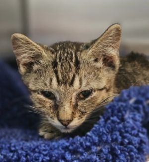 Mayzie, Baby Female Domestic Short Hair