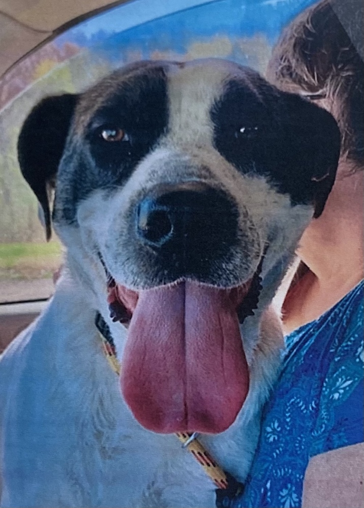 Shotgun, an adoptable Hound in Fort Madison, IA, 52627 | Photo Image 1