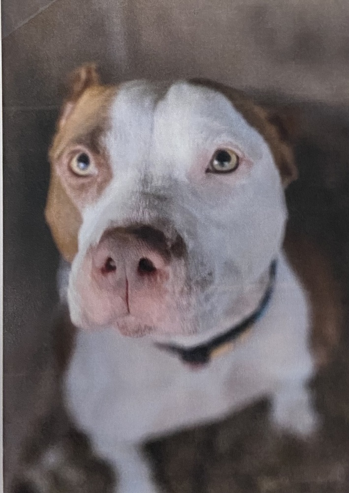Gucci, an adoptable American Bulldog in Fort Madison, IA, 52627 | Photo Image 1